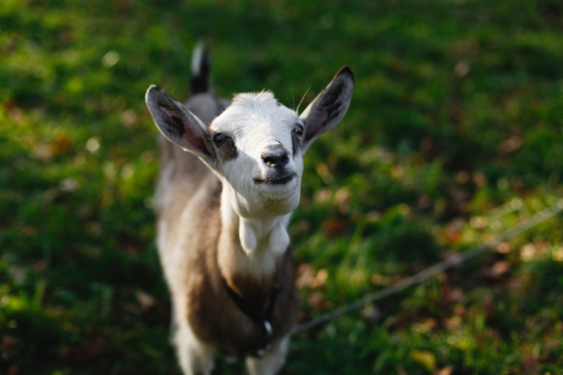 Dlaczego mleko od kozy jest najzdrowszym nabiałem na świecie?
