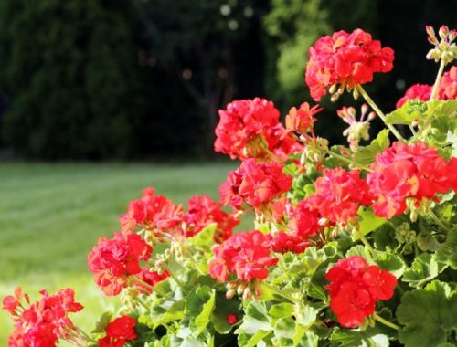 Ognisty akcent w ogrodzie - galeria najbardziej zjawiskowych czerwonych kwiatów letniego sezonu