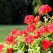 Ognisty akcent w ogrodzie - galeria najbardziej zjawiskowych czerwonych kwiatów letniego sezonu