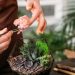 Jak stworzyć własny miniaturowy ogród w szklanym naczyniu