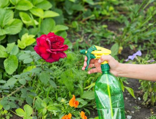 Jak pielęgnować i gdzie najlepiej posadzić różane drzewka – przewodnik po uprawie róż na szczepie