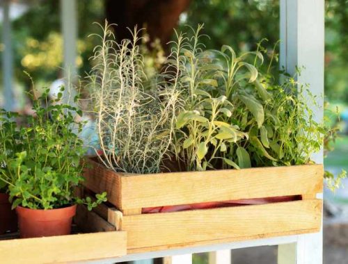 Jak wybrać piękne rośliny wieloletnie na balkon i taras – przegląd bylin ozdobnych