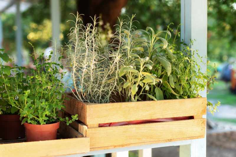 Jak wybrać piękne rośliny wieloletnie na balkon i taras – przegląd bylin ozdobnych