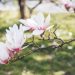 Uprawa magnolii w przydomowym zieleńcu - jakie są jej potrzeby oraz metody pielęgnacji
