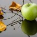Ochrona jabłoni przed szkodnikami - metody i środki zwalczania zagrożeń