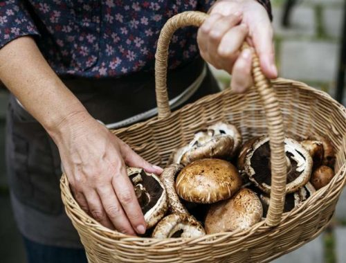 Czy warto spożywać pieczarki – zalety dodania grzybów do jadłospisu