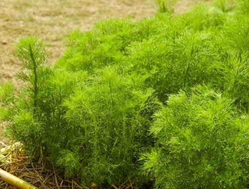 Hodowla fenkułu w przydomowym ogródku - jak uprawiać koper włoski w ogrodzie warzywnym